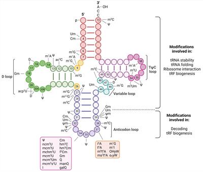 The host tRNA epitranscriptome: A new player in RNA virus infections